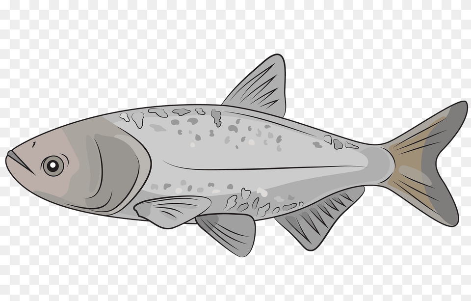 Bighead Carp Clipart, Animal, Fish, Sea Life, Shark Free Transparent Png