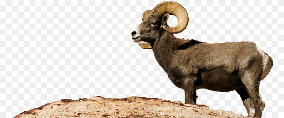 Bighorn Sheep Desert Bighorn Sheep, Animal, Livestock, Mammal, Goat Png