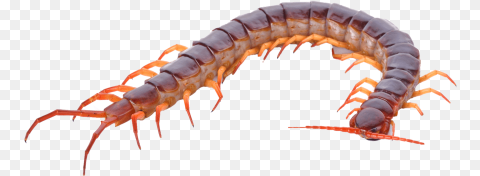 Bigstock Hundred Leg, Animal, Food, Invertebrate, Lobster Png