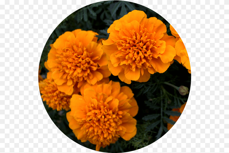 Bilberry Eye Bright Lutein Gold Marigold, Dahlia, Flower, Geranium, Petal Free Png