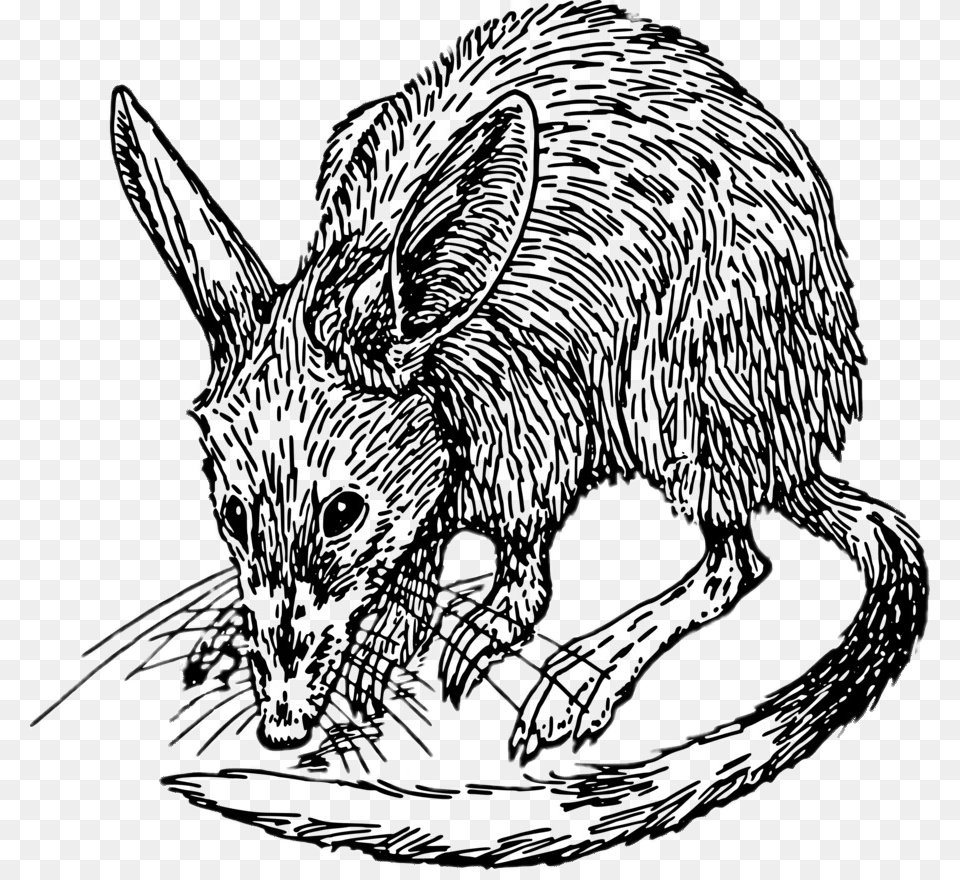 Bilby Black And White Drawing, Animal, Mammal, Art Png