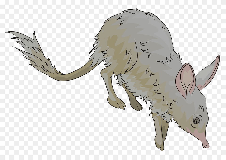Bilby Clipart, Animal, Mammal, Person, Wildlife Free Png