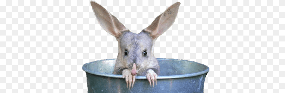 Bilby In A Bucket, Animal, Mammal, Rat, Rodent Free Transparent Png