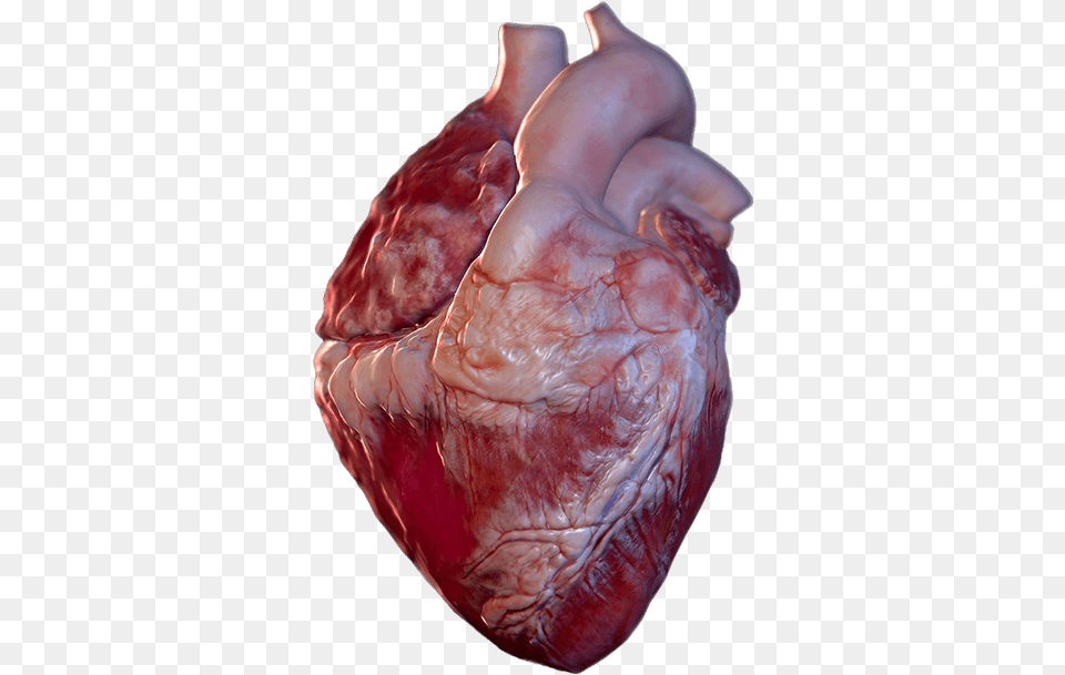 Bild Ist Nicht Verfgbar Heart Hololens 3d Model, Baby, Person, Accessories, Gemstone Free Transparent Png