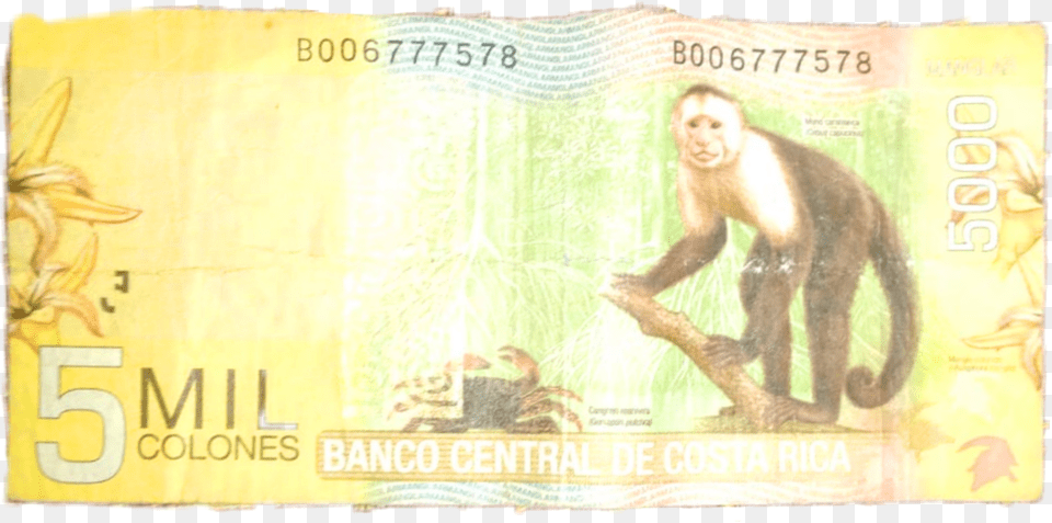 Billete De 5000 Colones Costa Cash, Animal, Mammal, Monkey, Wildlife Free Transparent Png
