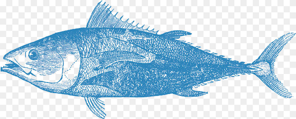 Billfish, Animal, Fish, Sea Life, Tuna Png