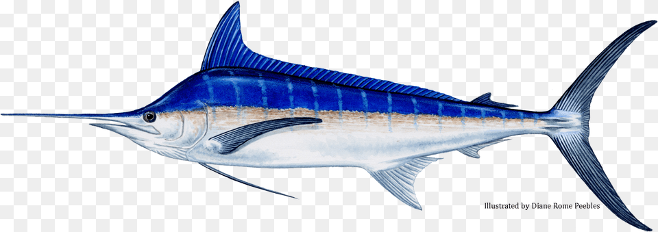 Billfish Black Vs Blue Marlin, Animal, Fish, Sea Life, Swordfish Free Png Download