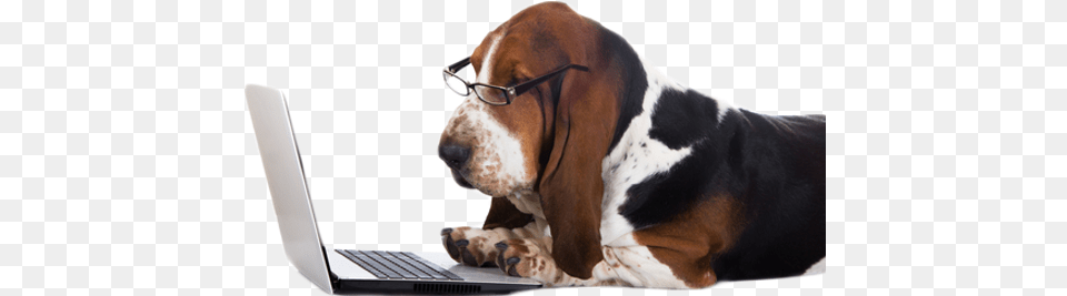 Billings All Breed Dog Boarding Kennels Amp Gun Dog Training Like Facebook Dog, Animal, Pc, Mammal, Laptop Png Image