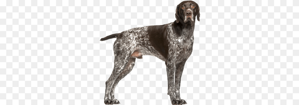 Billings Gun Dog Training German Shorthaired Pointer Training Guide German Shorthaired, Animal, Canine, Mammal, Pet Png Image