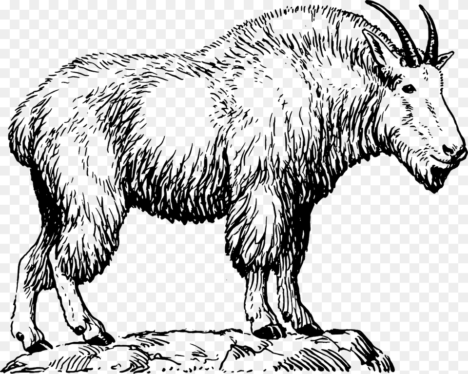 Billy Goat He Goat Goat Like Draw A Mountain Goat, Livestock, Animal, Mammal, Mountain Goat Png