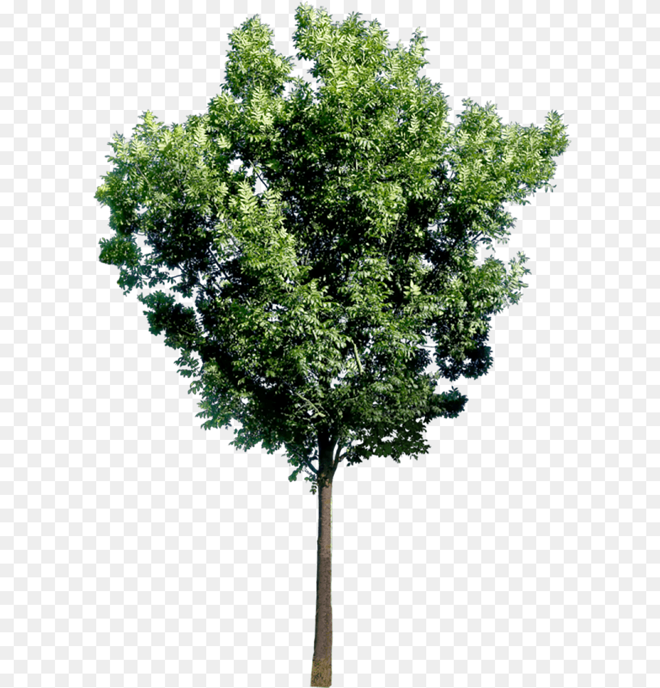 Bim Object Entourage Tree 34 Plants 2d Tree Elevation Photoshop, Plant, Tree Trunk, Oak, Sycamore Free Png Download