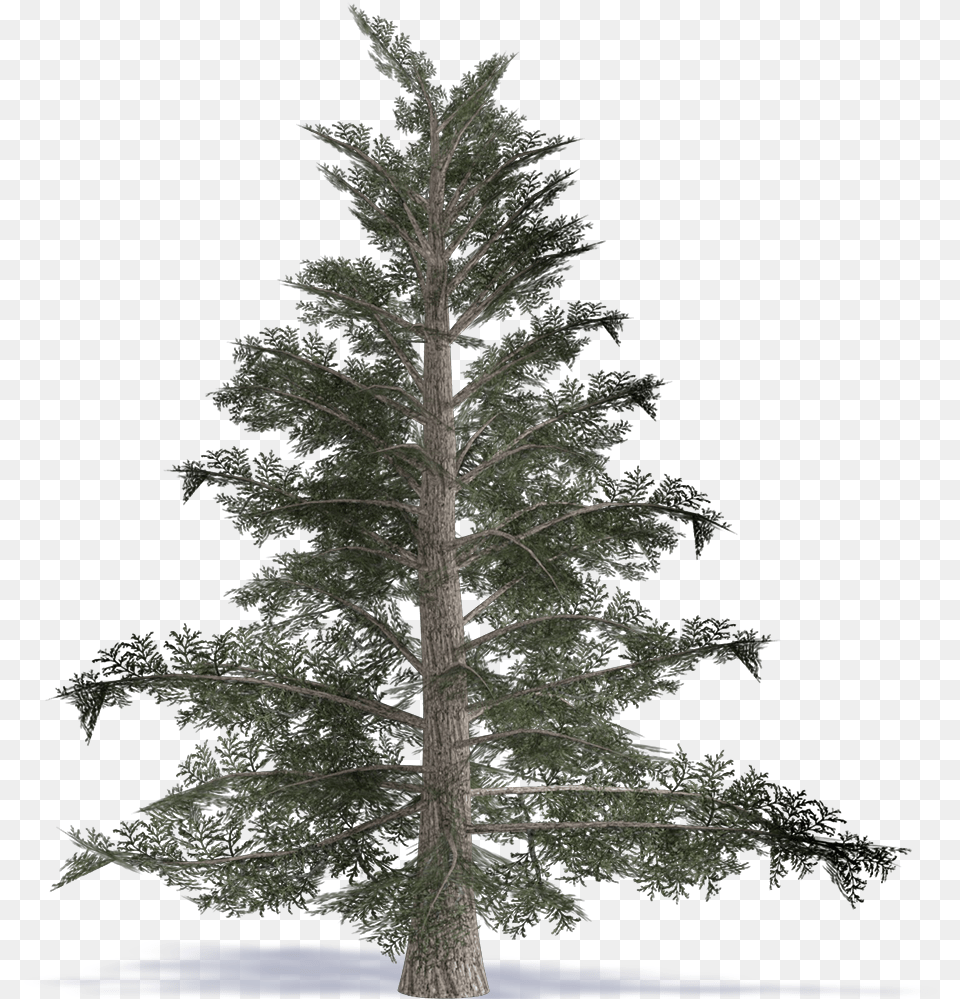 Bim Object Grand Fir Great Fir Plants Artificial Noble Fir Christmas Tree, Conifer, Plant, Pine, Tree Trunk Free Transparent Png