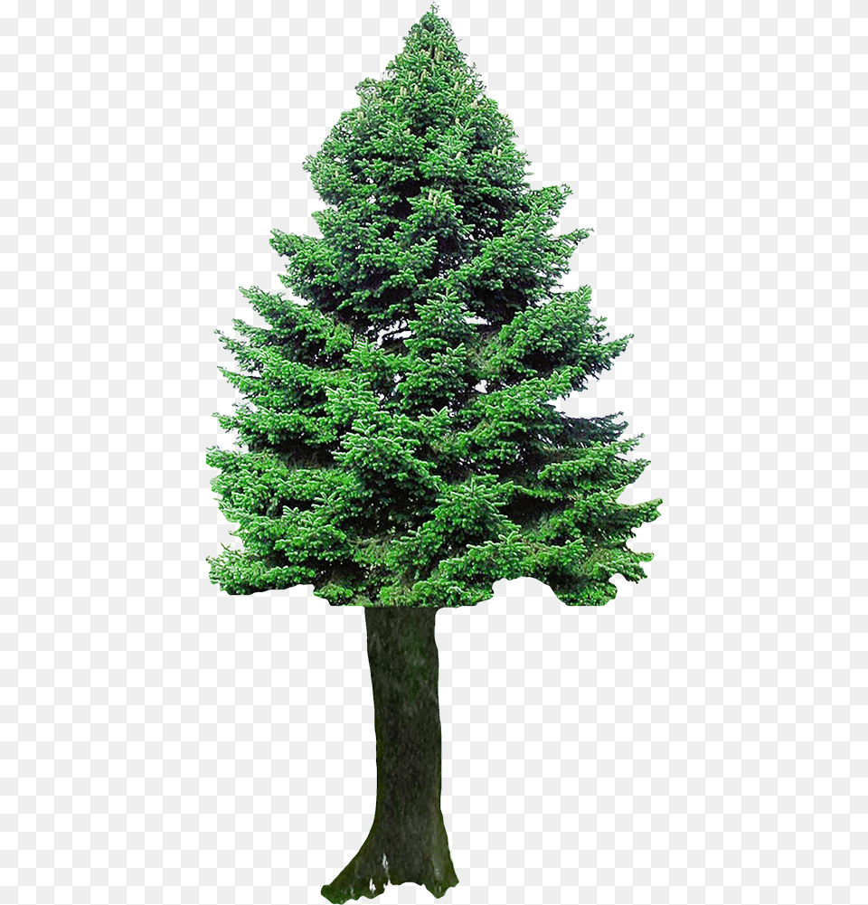 Bim Object Image Entourage Fir Tree 4 Plants 2d Images Transparent Background Cedar Tree, Pine, Plant, Conifer Free Png Download