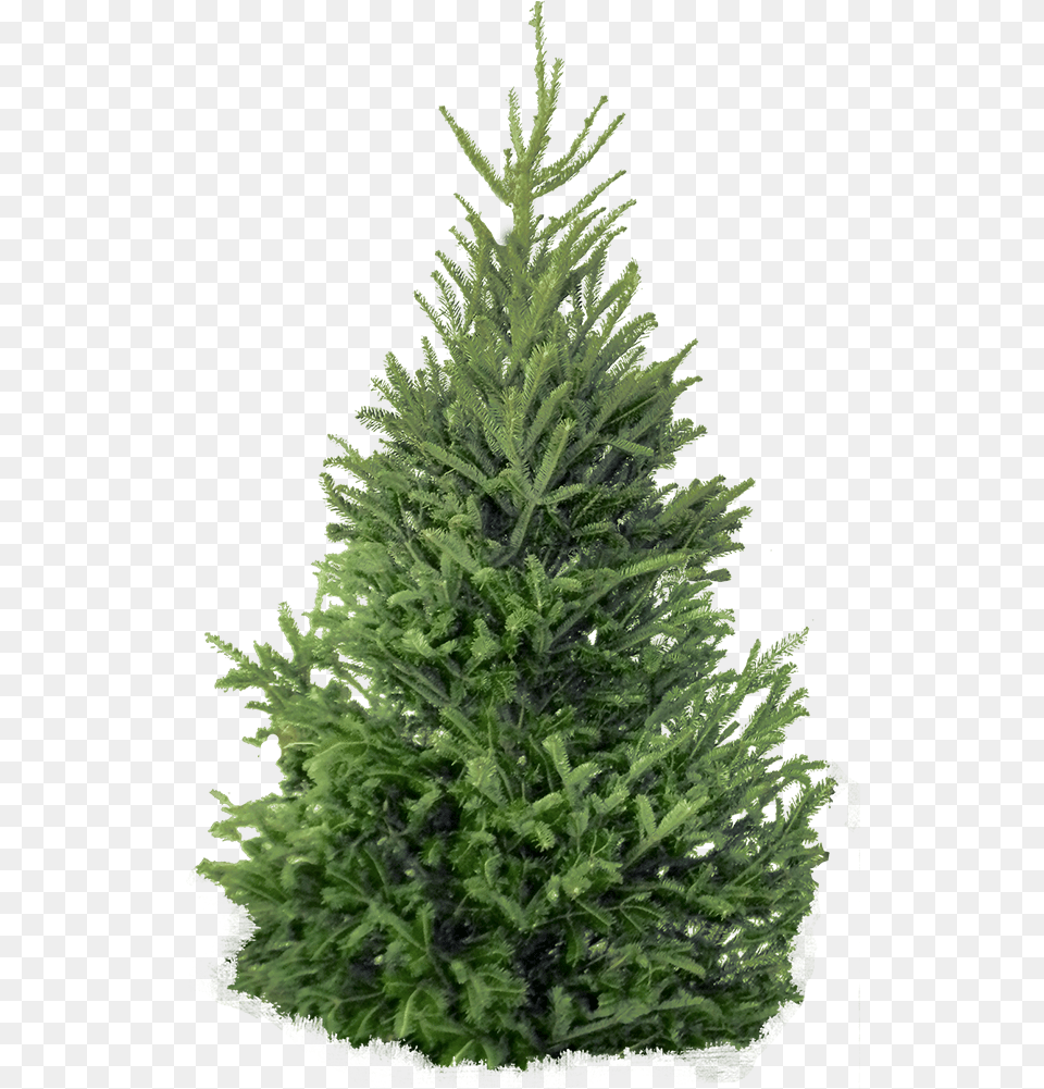 Bim Object Entourage Fir Tree 9 Plants 2d Images Small Pine Tree, Plant, Conifer Png Image