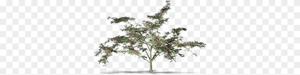 Bim Object Nightshade, Plant, Tree, Flower, Flower Arrangement Png