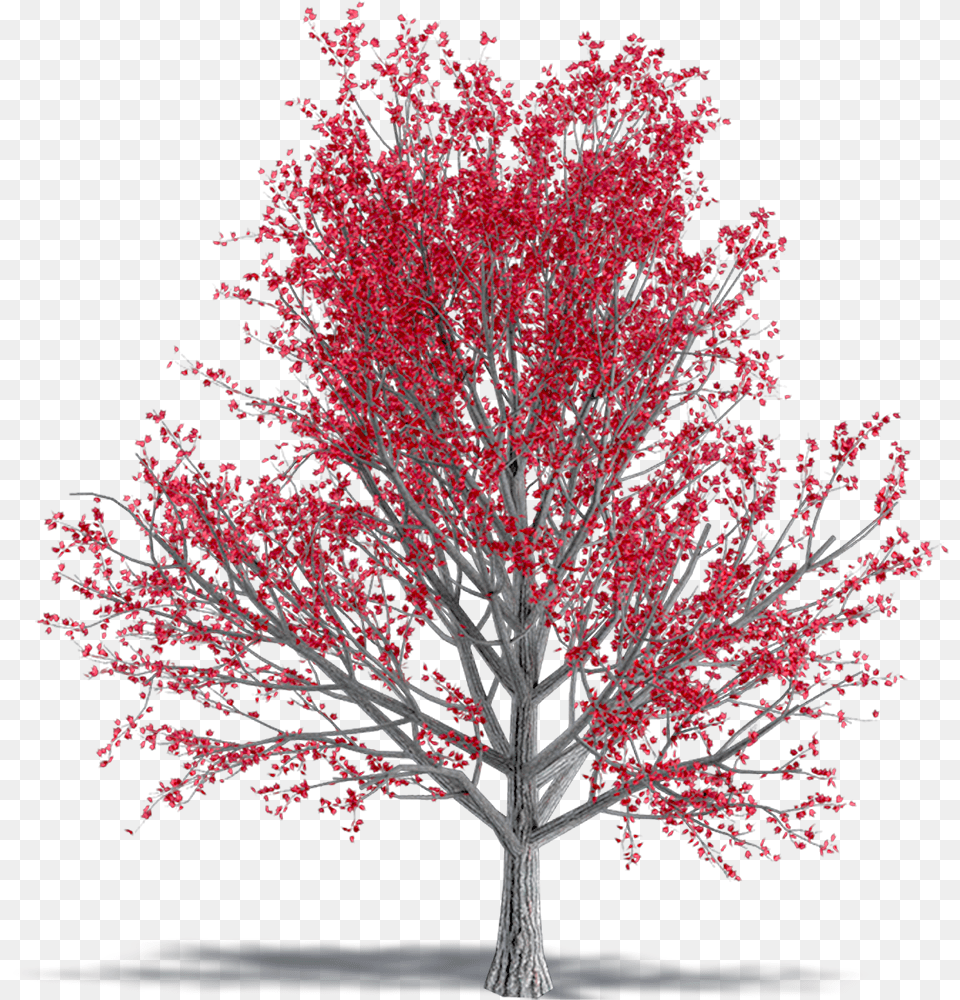 Bim Object Paperbark Maple Marketpla Autumn, Plant, Tree, Flower Free Png