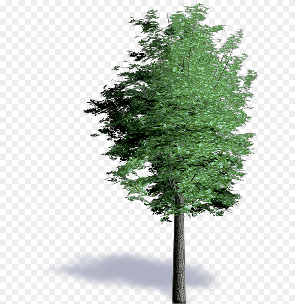 Bim Object Red Alder Plants Spruce, Plant, Tree, Tree Trunk, Fir Free Transparent Png