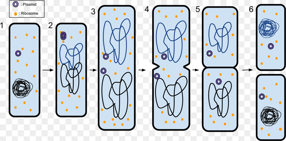 Binary Fission 6 Steps Of Binary Fission, Text, Knot Free Png