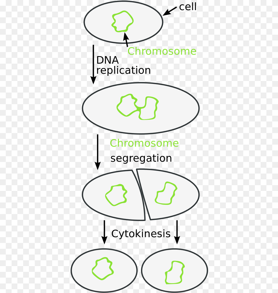 Binary Fission Labeled Diagram, Recycling Symbol, Symbol Free Png Download