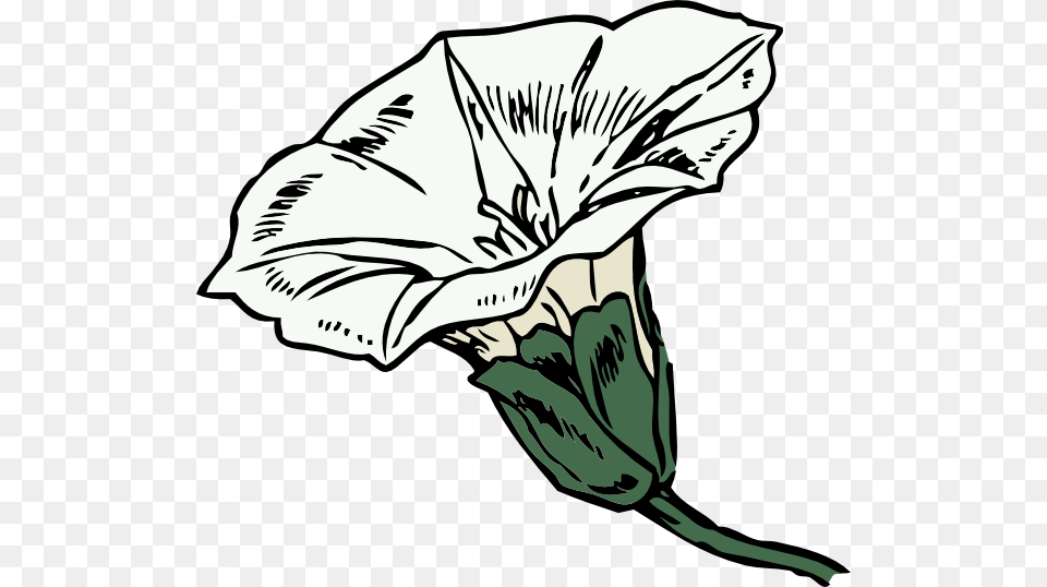 Bindweed Clip Art, Flower, Plant, Drawing, Animal Free Transparent Png