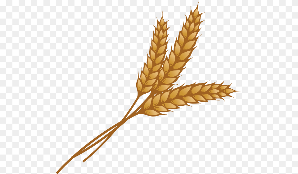 Bing Wheat Clipart, Food, Grain, Produce Png