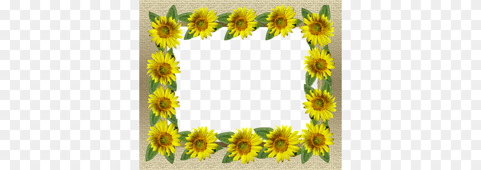 Bingkai Foto Bunga Matahari, Flower, Plant, Sunflower Free Png