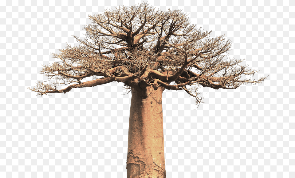 Bio Baobab Fruit Powder 125g Baobab Tree Black And White, Plant, Tree Trunk, Outdoors, Oak Free Png