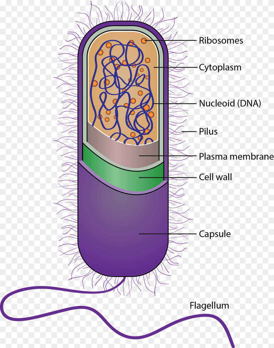 Bio Oxygen Filters Bacteria To Stop Disease Spreading Illustration Free Transparent Png