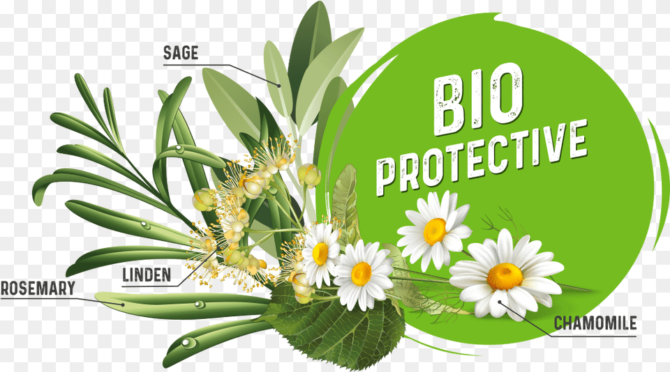 Bio Protective Lovely, Daisy, Flower, Herbal, Herbs Free Transparent Png