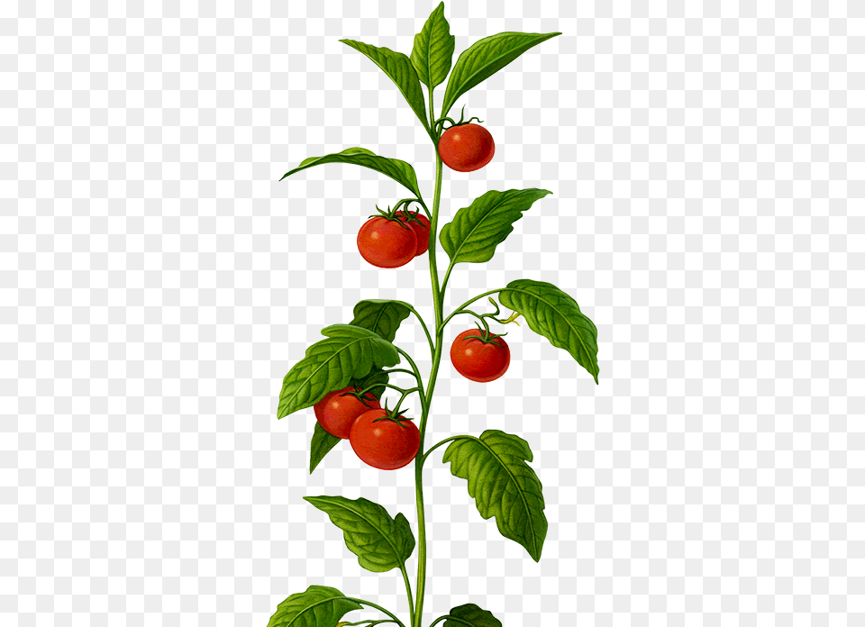 Bio Transparent Tomato Plant, Leaf, Food, Produce, Vegetable Free Png Download