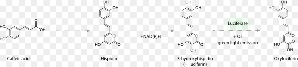 Biochemistry Of Fungal Bioluminescence Diagram, Electronics Free Transparent Png