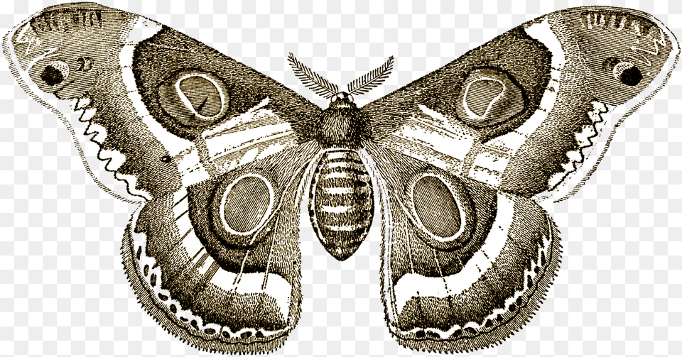 Biodiversity Black And White, Animal, Butterfly, Insect, Invertebrate Free Transparent Png