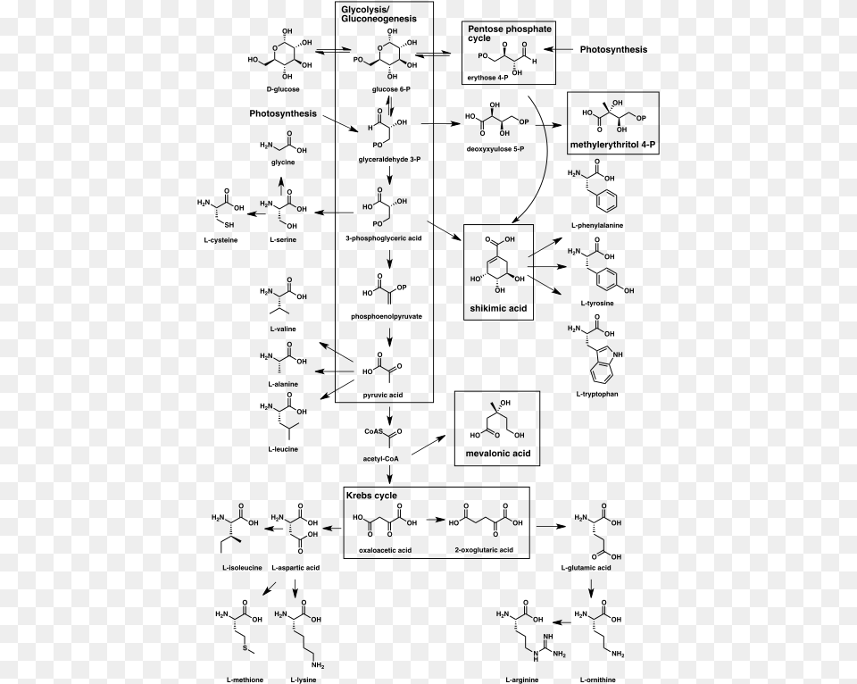 Biogenesis Of Natural Products, Gray Free Png