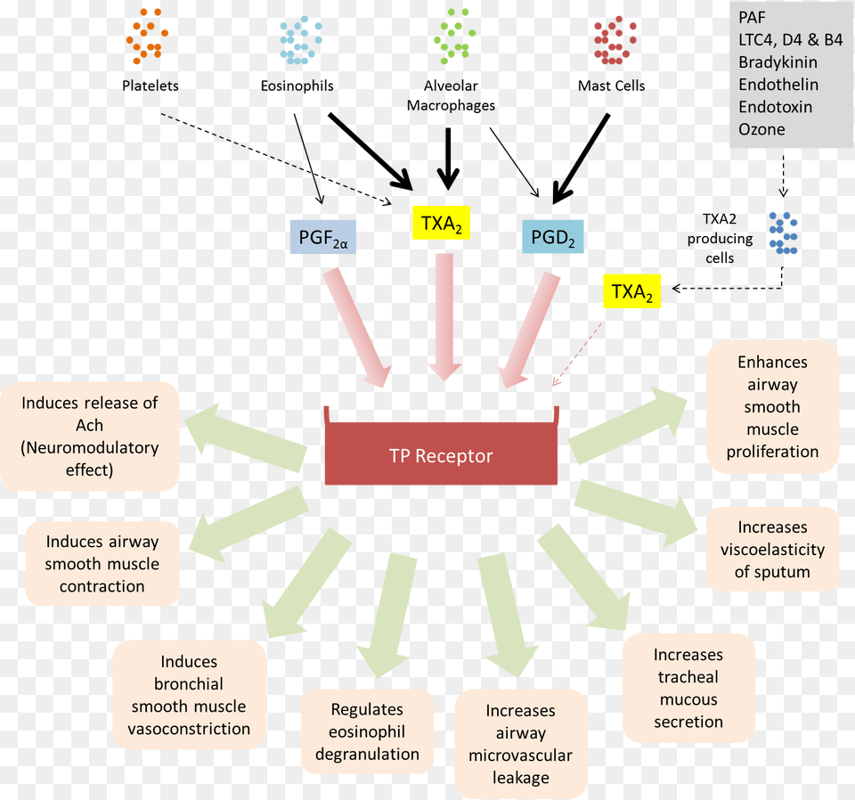 Biological Activities Of Tp Receptor Levosalbutamol Mechanism Of Action, Diagram Png