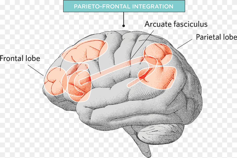 Biological Bases Of Intelligence, Body Part, Hand, Person, Animal Png