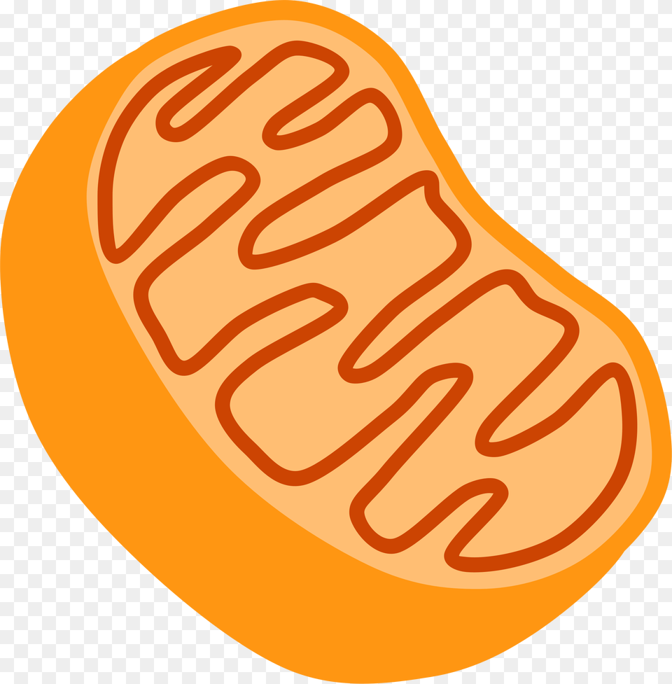 Biology 1 Mitochondria Clipart, Food, Ketchup, Produce Free Png Download