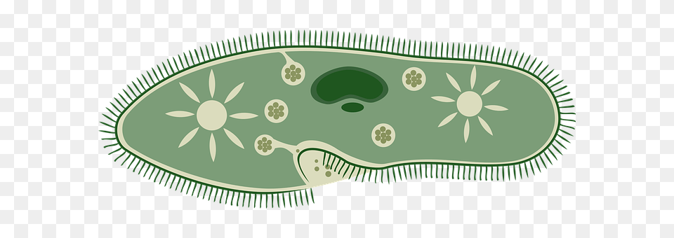 Biology Land, Nature, Outdoors, Disk Png