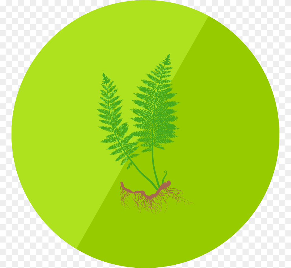 Biology, Fern, Leaf, Plant, Green Free Png Download