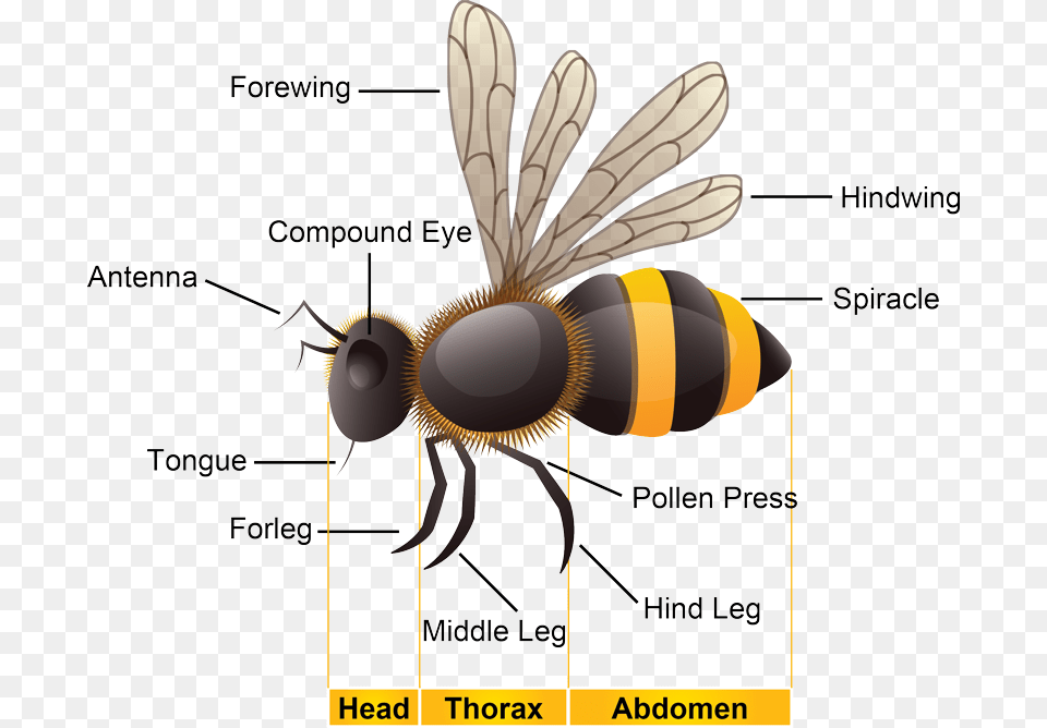 Biology Bee, Animal, Honey Bee, Insect, Invertebrate Png Image