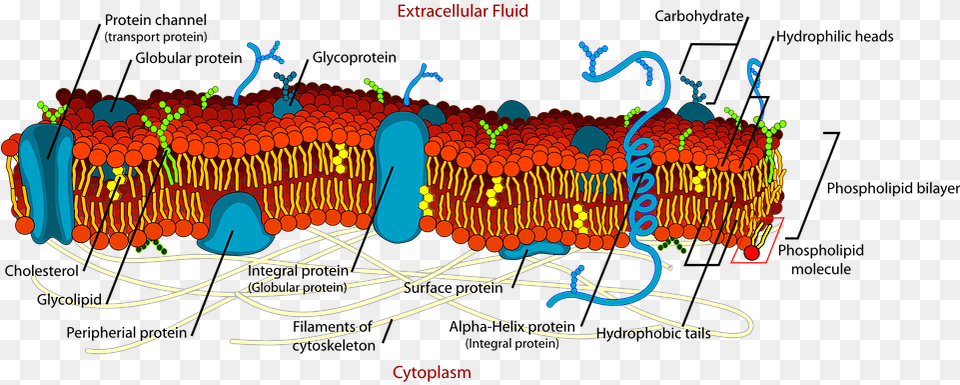 Biology Cell Diagram Science Membrane Detail Plasma Membrane Structure Labeled, Machine, Wheel Free Png Download