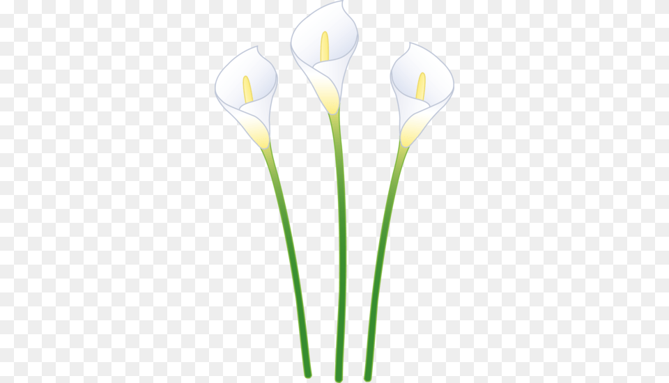 Biology Clip Art, Flower, Petal, Plant, Araceae Free Transparent Png