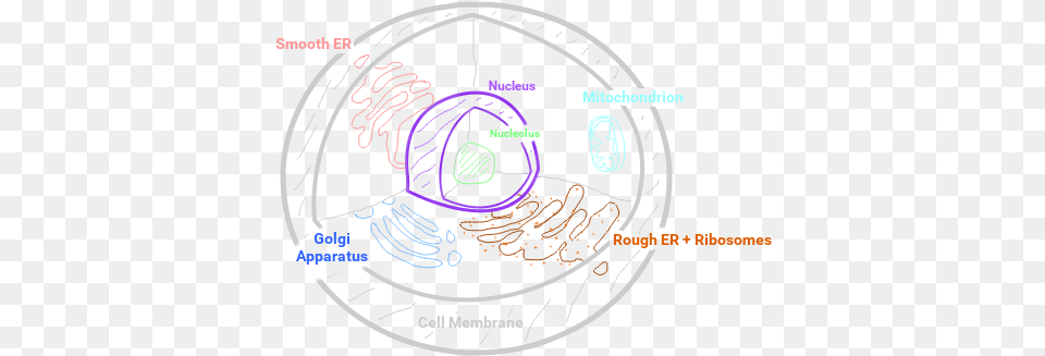 Biology Concept Map Animal Cell Circle, Ct Scan, Machine, Spoke, Person Free Png Download