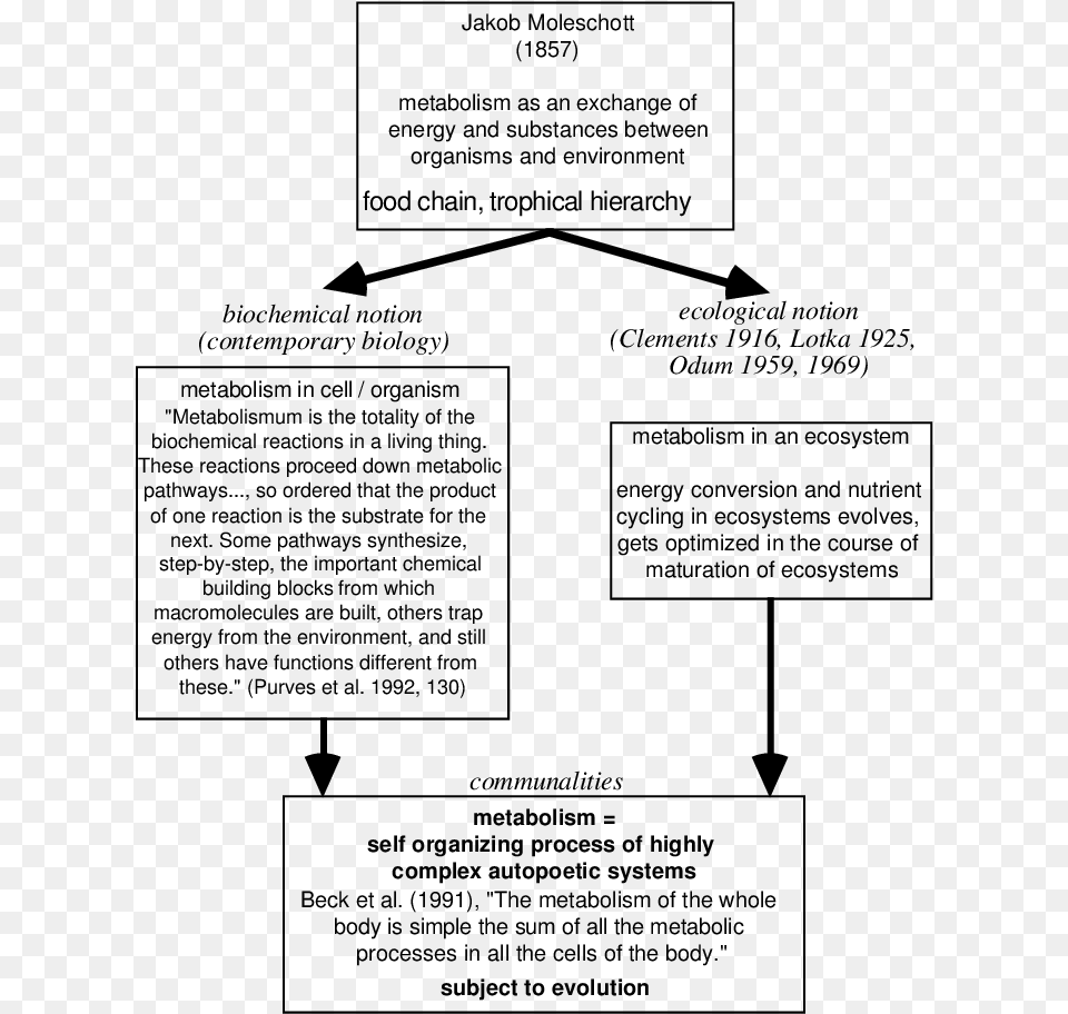 Biology Ecology, Gray Png