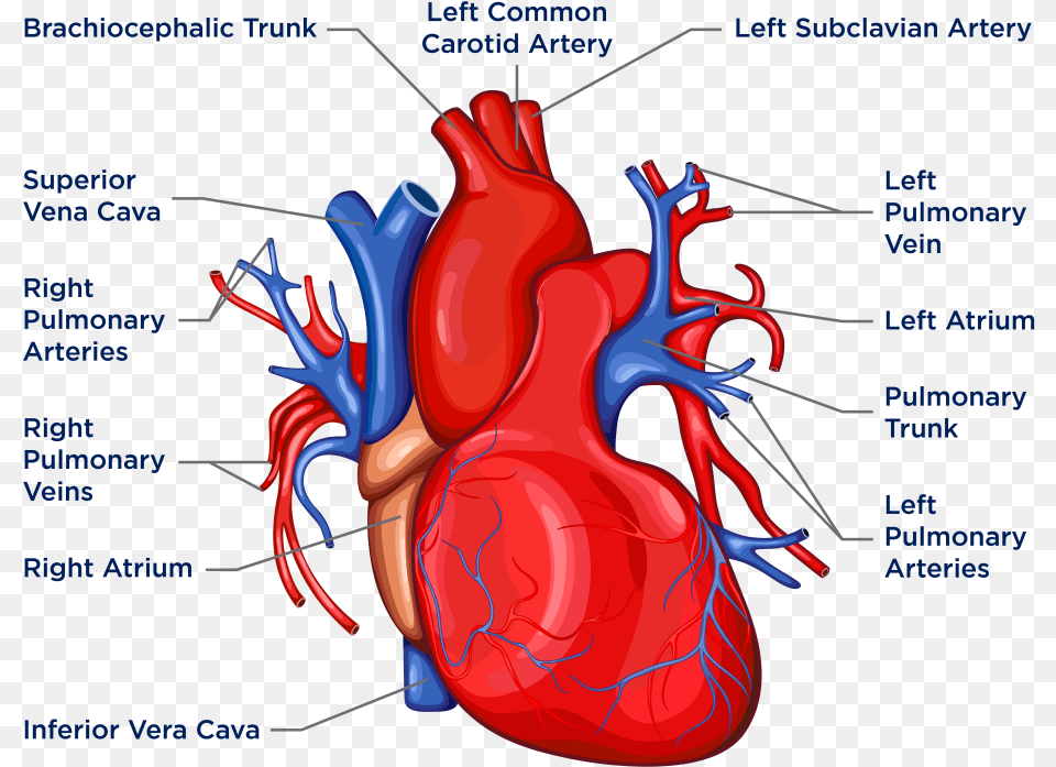 Biology Heart Diagram, Dynamite, Weapon Png Image
