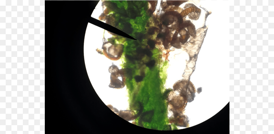 Biology Plant Cells Sannakji, Algae, Moss, Person Free Png Download