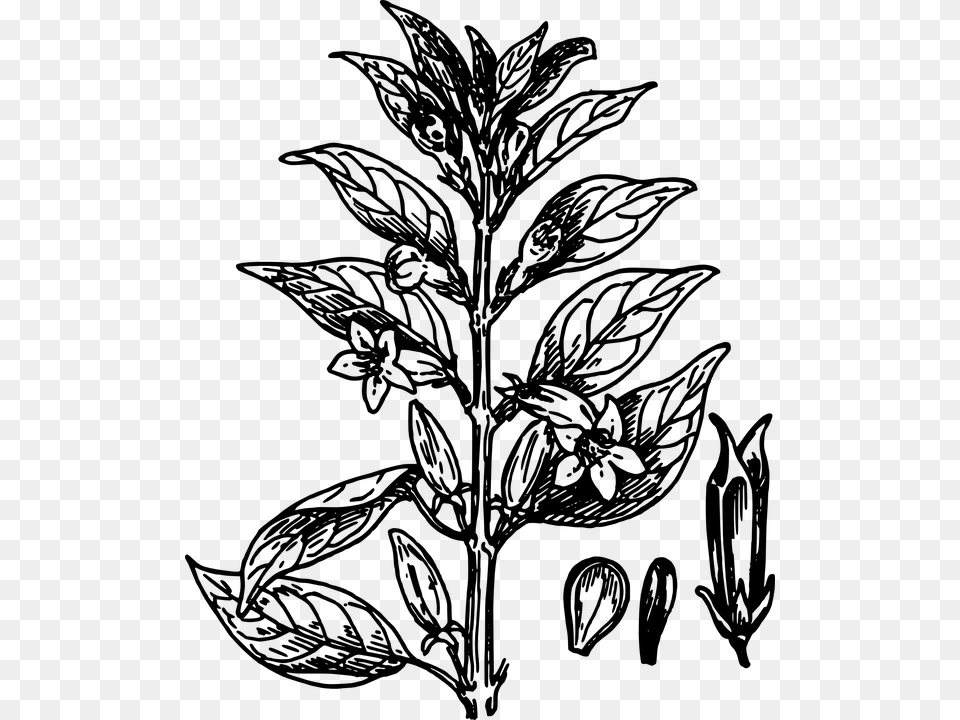 Biology Plant Flower Leaves Botany Seeds Black And White Plant Clip Art, Gray Free Transparent Png