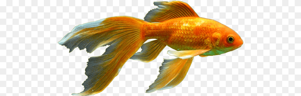 Biologybony Fishray Finned Fishcyprinidaekoi Fishes, Animal, Fish, Sea Life, Goldfish Free Png Download