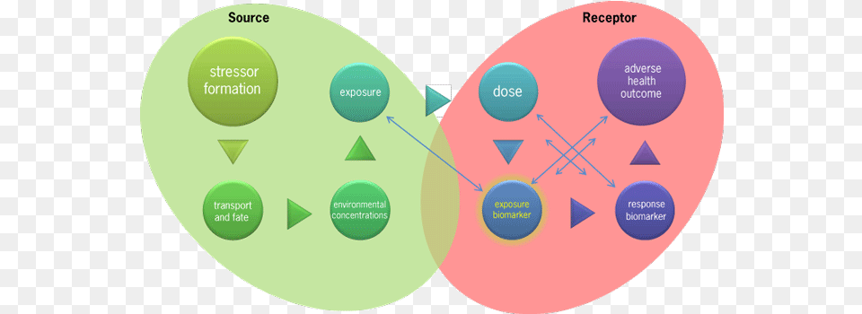 Biomarkers Key To Exposure Reconstruction Accessscience Language, Diagram, Disk Png