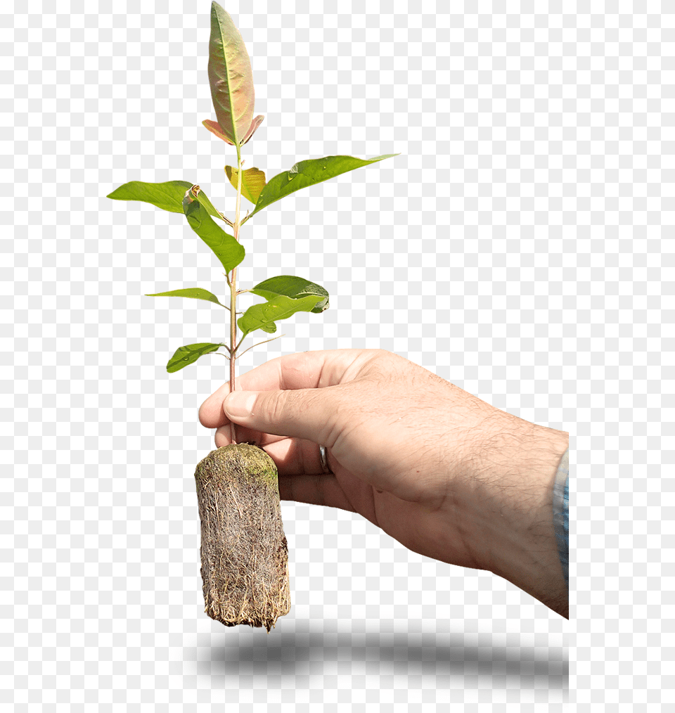 Biomass Biomass Background, Plant, Leaf, Person, Herbal Free Transparent Png