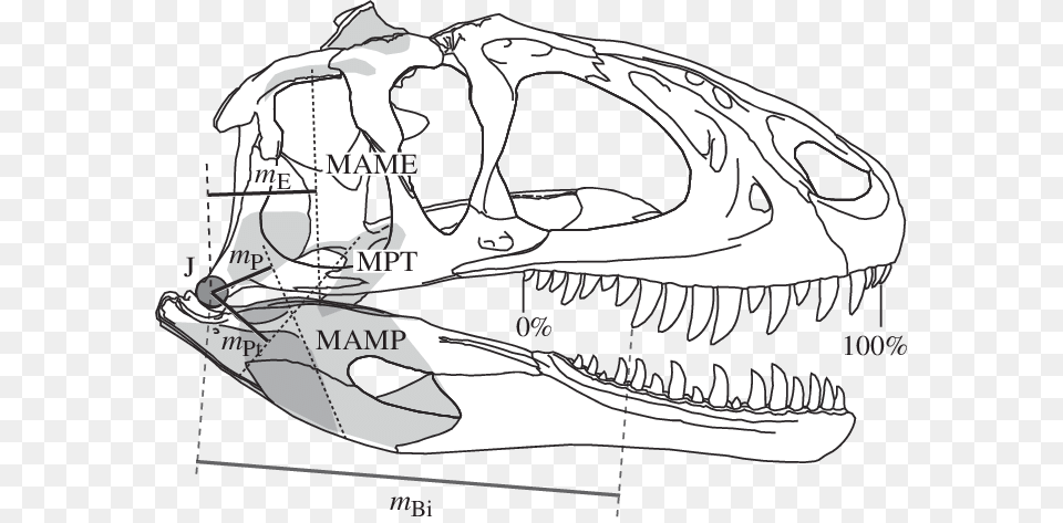 Biomechanical Profiling By Application Of A Simple Bone, Animal, Fish, Sea Life, Shark Png